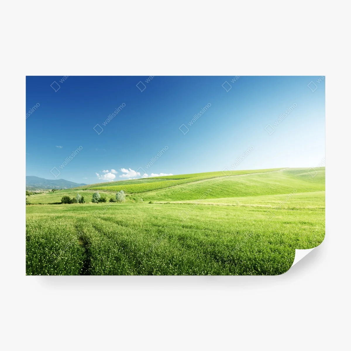 Fototapete ruhige grüne wiesenlandschaft – Wallnifity®