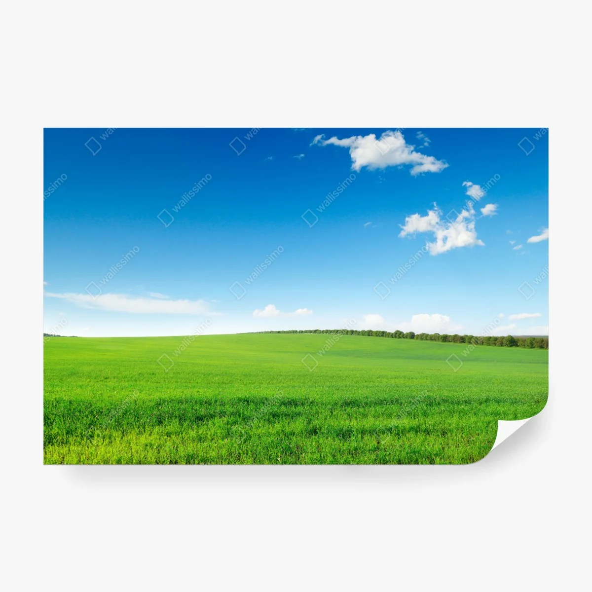 Fototapete ruhige grüne wiese unter blauem himmel – Wallnifity®