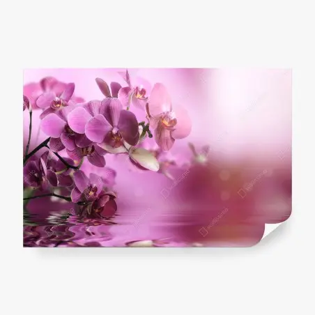Fototapete rosa orchideen spiegelung – Wallnifity®