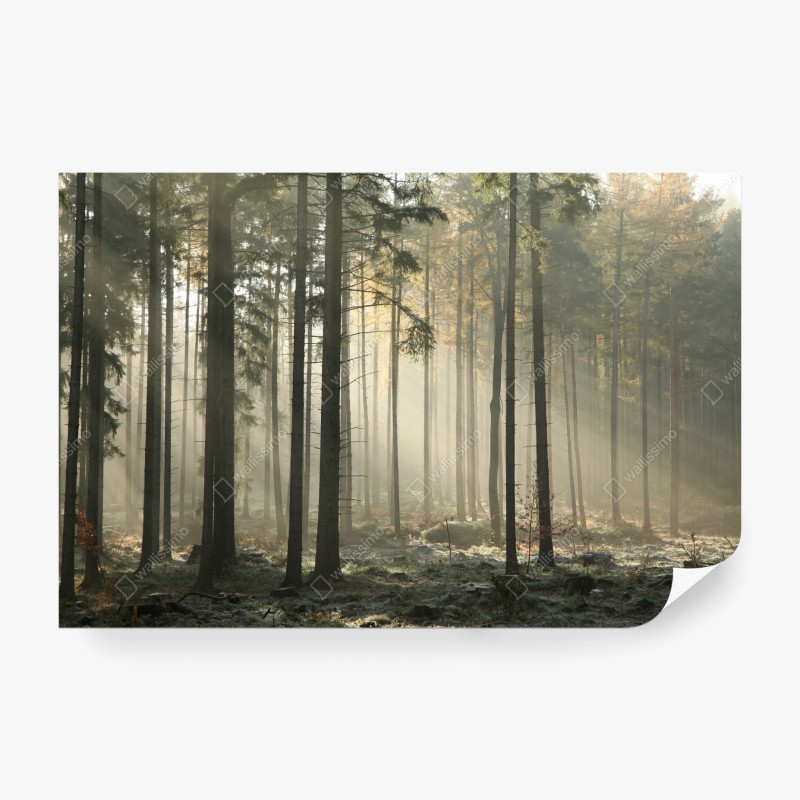 Fototapeten – Wallnifity®