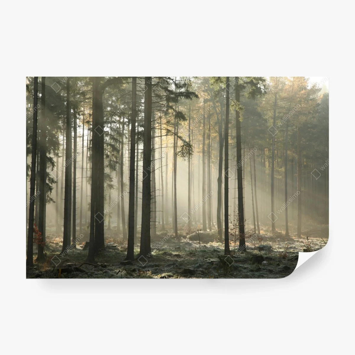 Fototapete nebliger morgenwald mit sonnenstrahlen – Wallnifity®