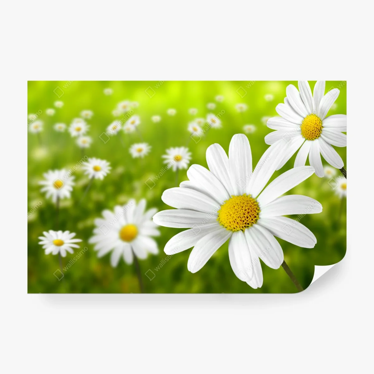 Fototapete weiße gänseblümchen auf der wiese – Wallnifity®