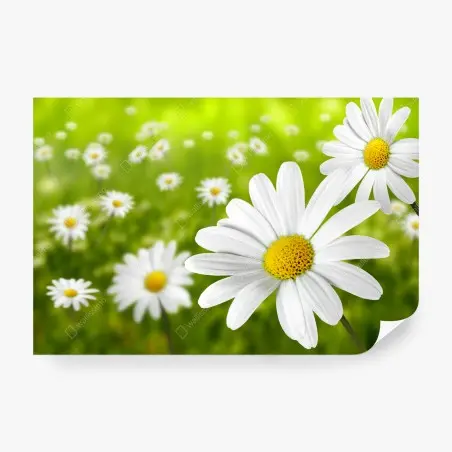Fototapete weiße gänseblümchen auf der wiese – Wallnifity®