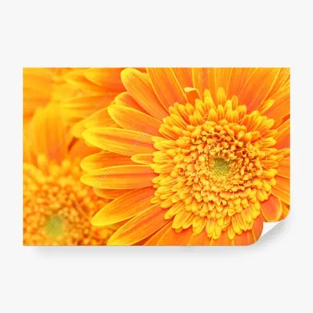 Fototapete leuchtende orange gerbera in makro – Wallnifity®