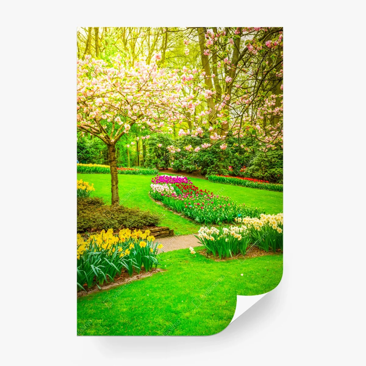 Fototapete frühlingsgarten in blüte: tulpen und kirschblüten – Wallnifity®