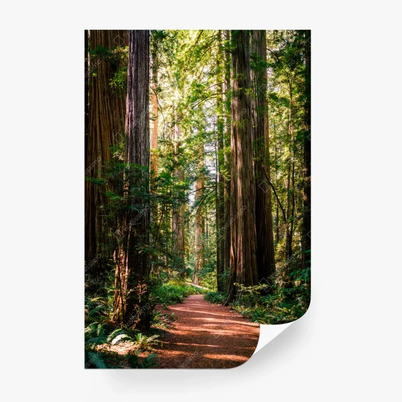 Wälder – Wallnifity®