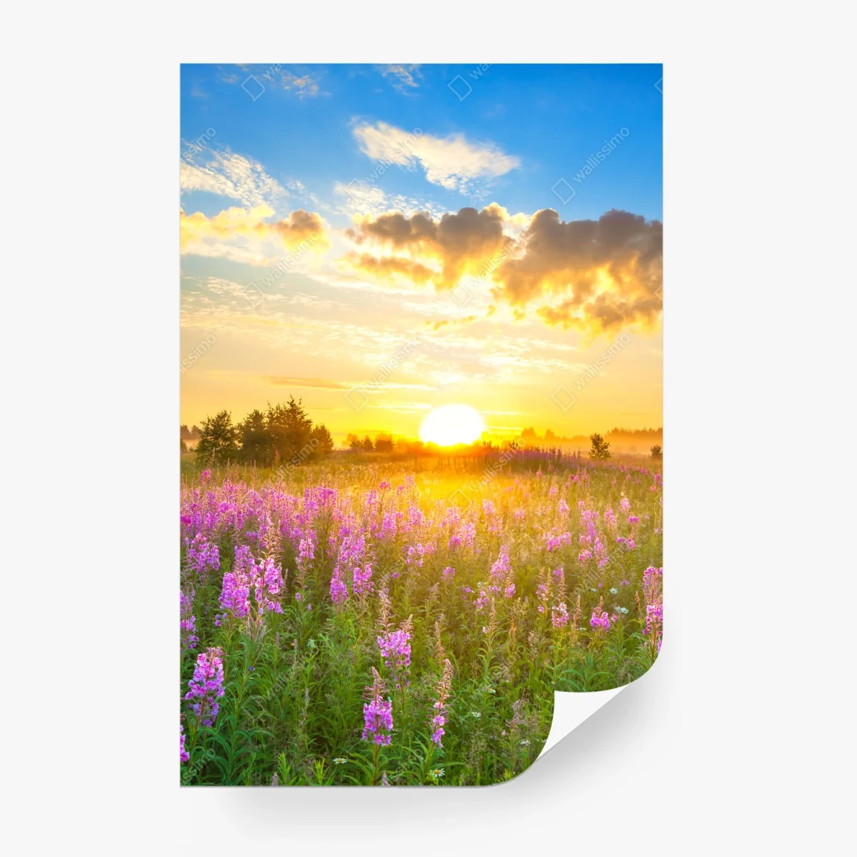 Fototapete sonnenaufgang über violetter wildblumenwiese – Wallnifity®
