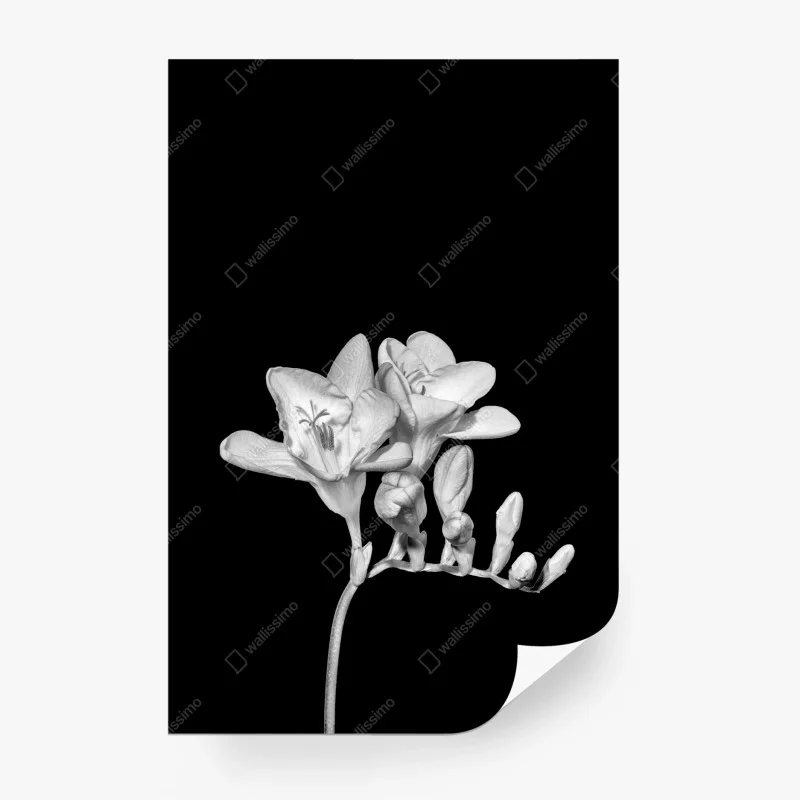 Blumen & Pflanzen – Wallnifity®
