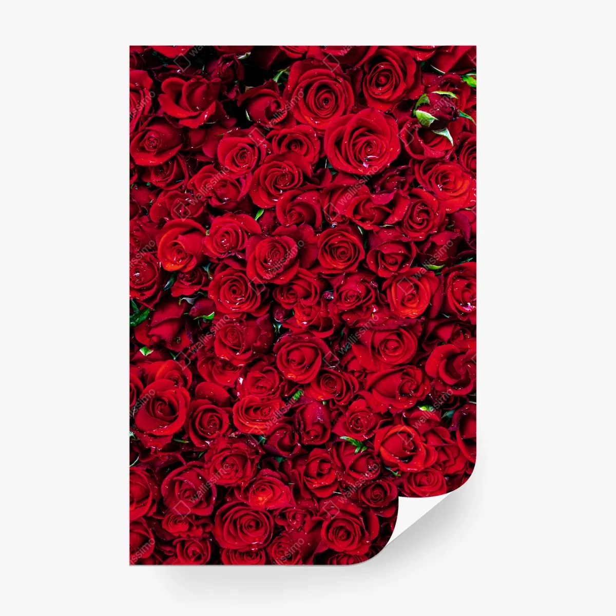 Fototapete dichte wand aus roten rosen – Wallnifity®