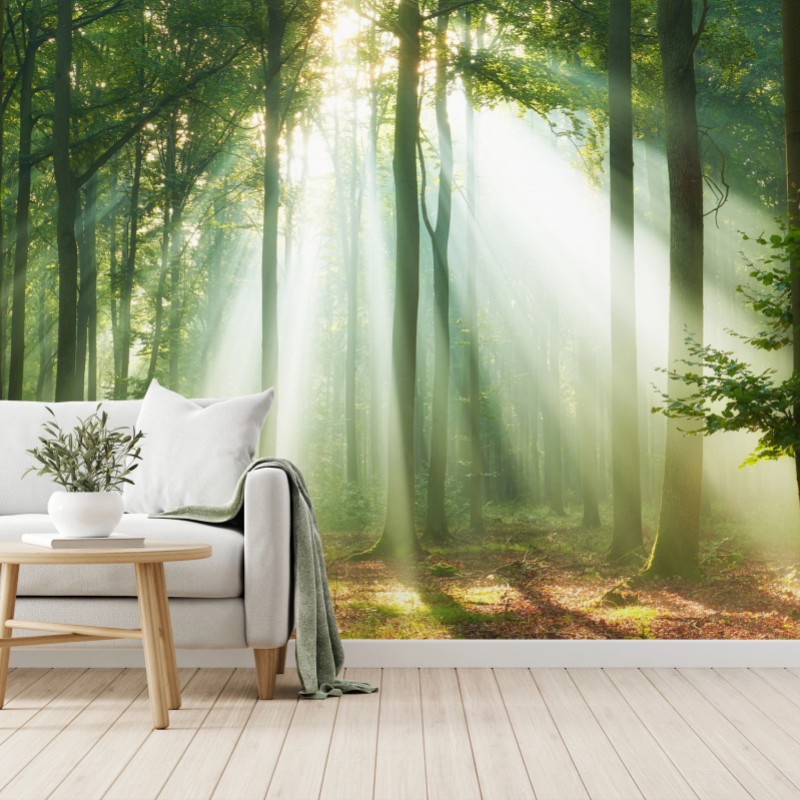 Fototapete morgendliches licht im wald