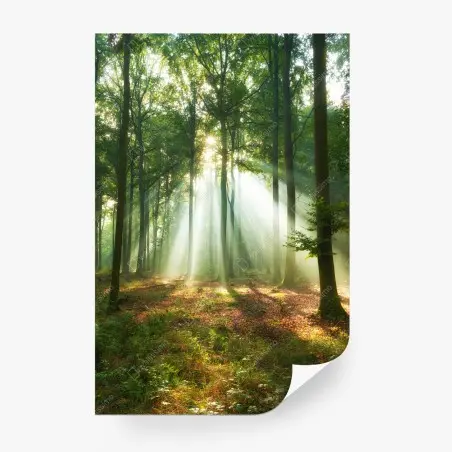Fototapete morgendliches licht im wald – Wallnifity®