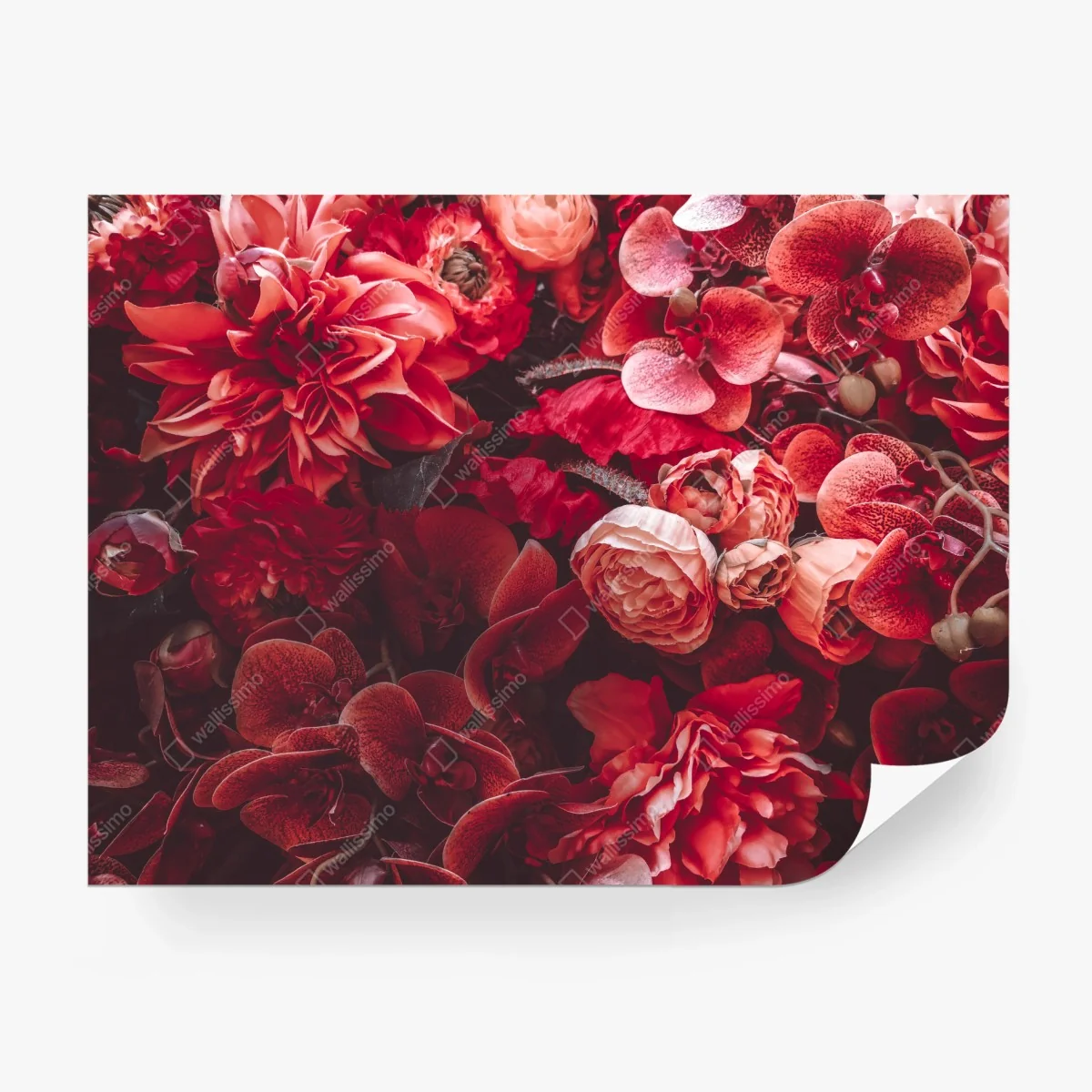 Fototapete prächtiges blütenmeer in tiefroten tönen – Wallnifity®