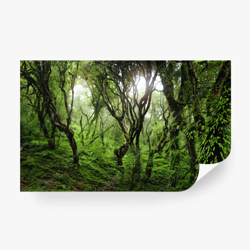 Fototapeten – Wallnifity®
