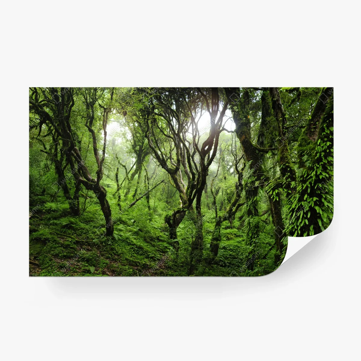 Fototapete mystischer grüner wald – Wallnifity®