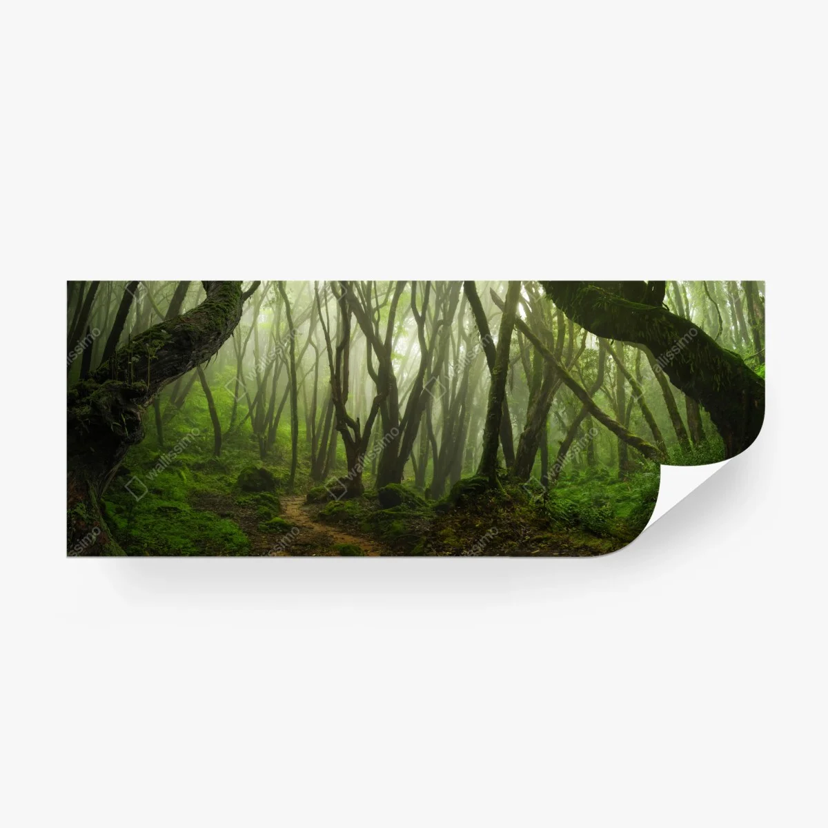 Fototapete nebliger grüner waldpfad – Wallnifity®