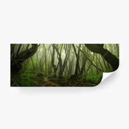 Fototapete nebliger grüner waldpfad – Wallnifity®