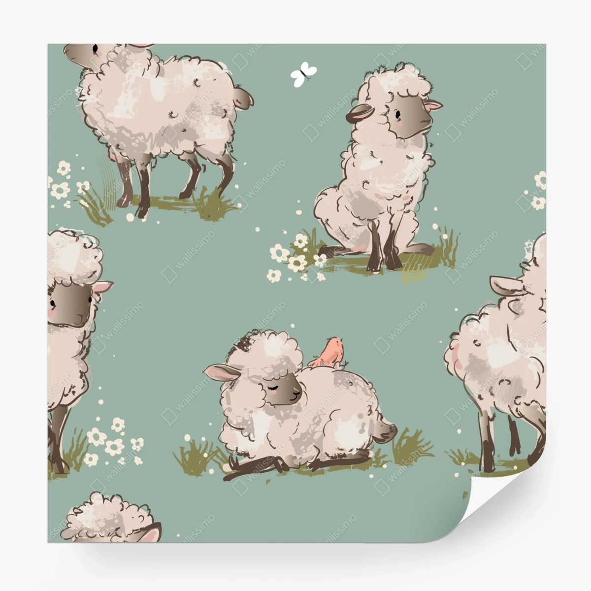 Fototapete niedliche lämmer auf türkisfarbenem hintergrund – Wallnifity®
