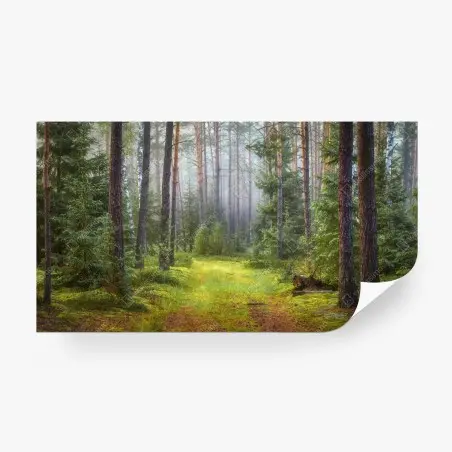 Fototapete nebliger kiefernwald mit pfad – Wallnifity®