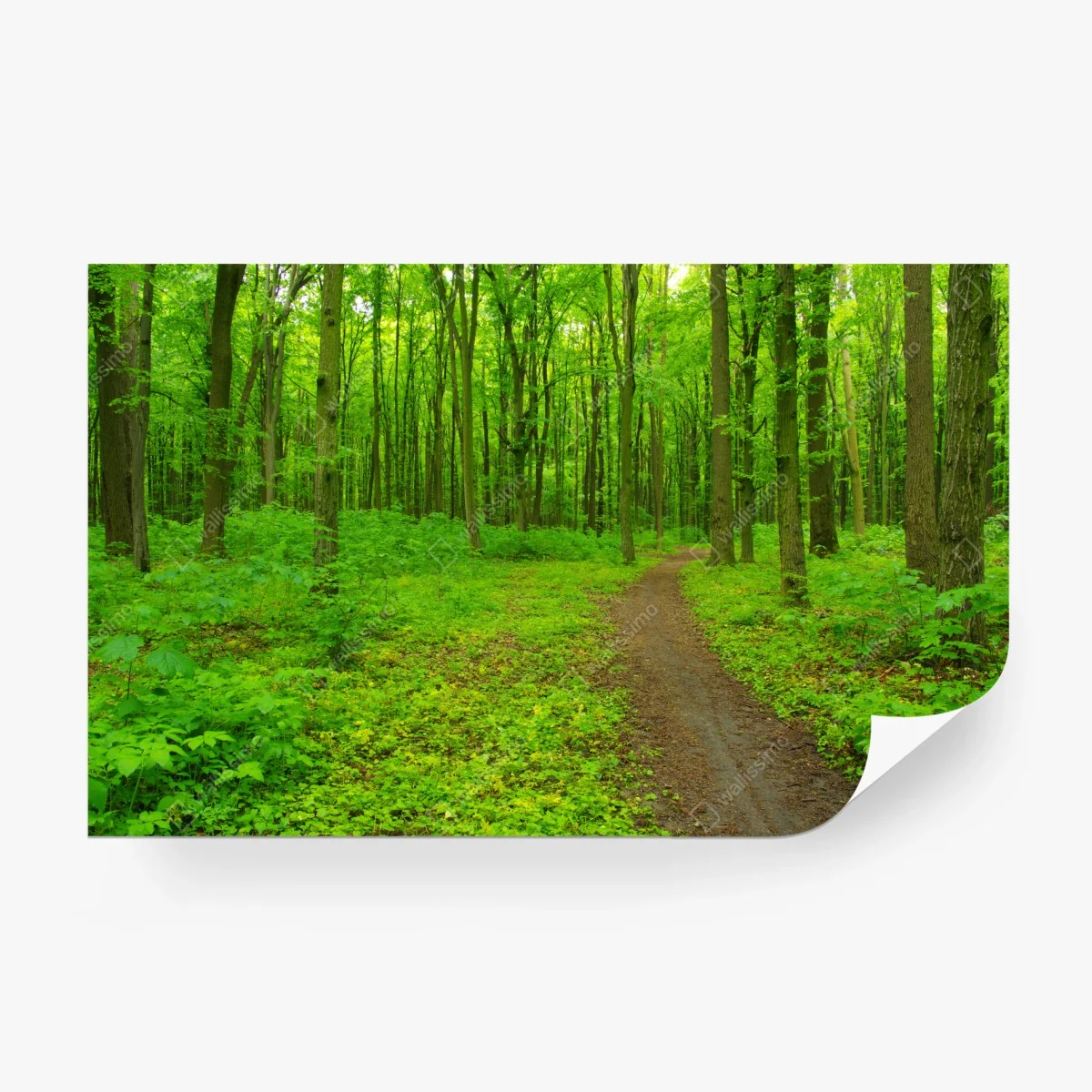 Fototapete beruhigender grüner waldweg – Wallnifity®