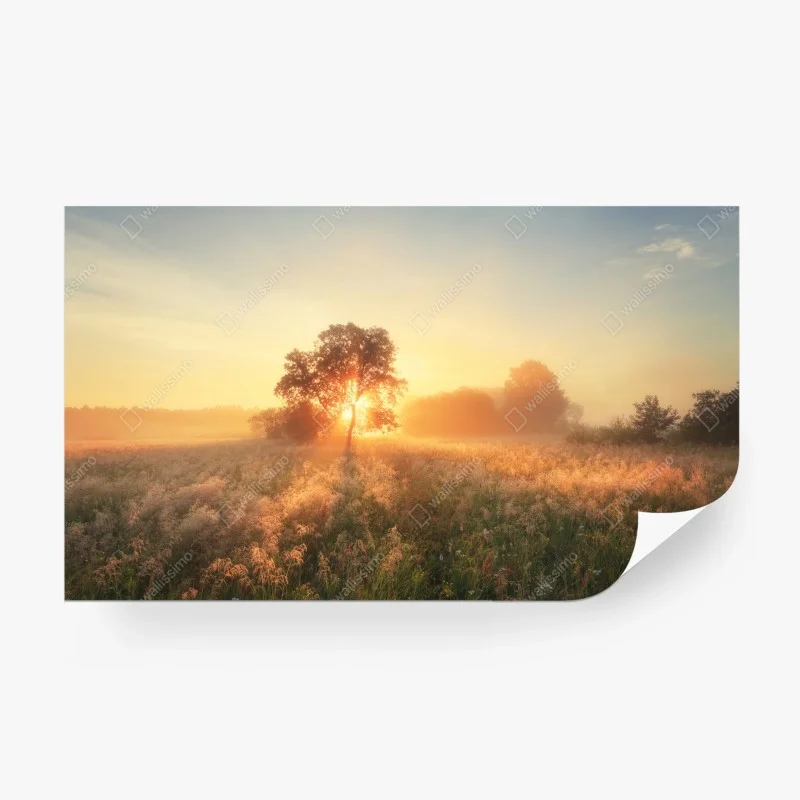 Wiesen – Wallnifity®