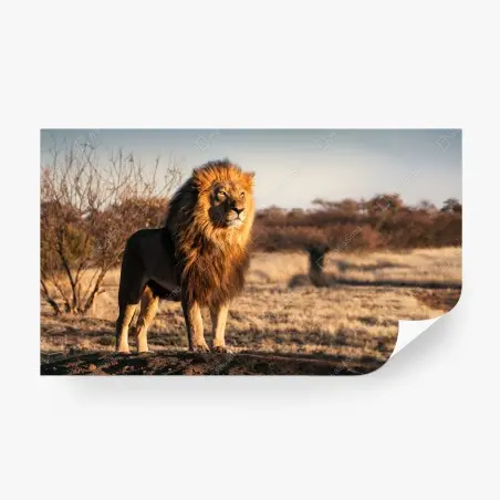 Fototapete majestätischer löwe auf der savanne – Wallnifity®