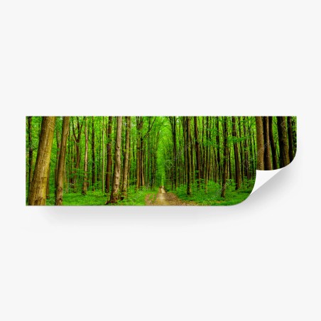 Fototapete grüner waldweg im frühling – Wallnifity®