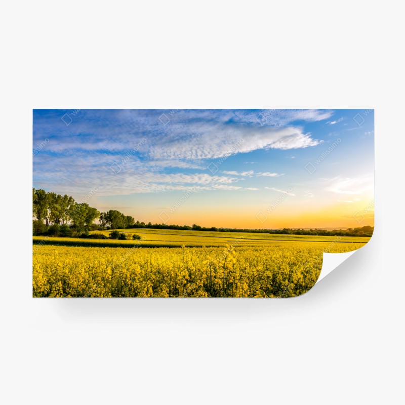 Fototapeten – Wallnifity®
