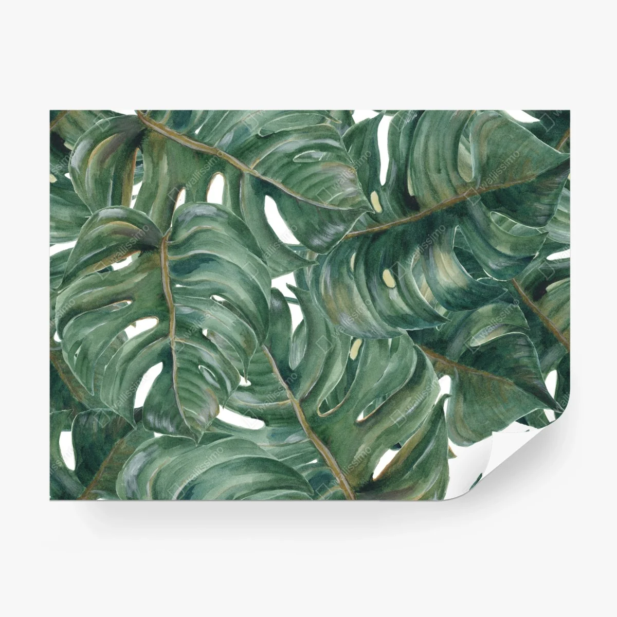 Fototapete monstera blätter in aquarell – Wallnifity® Fototapete monstera blätter in aquarell – Wallnifity®