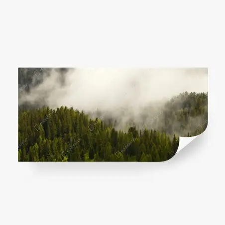Fototapete nebliger nadelwald im morgengrauen – Wallnifity®