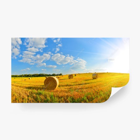 Fototapete goldenes heufeld unter blauem himmel – Wallnifity®