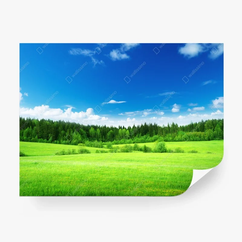 Wiesen – Wallnifity®