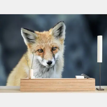 Fototapete rotfuchs nahaufnahme – Wallnifity®
