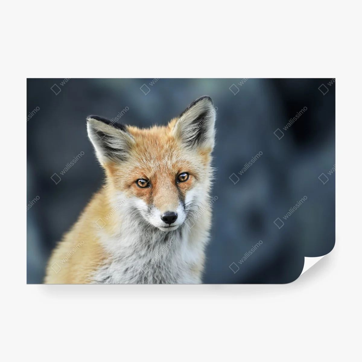 Fototapete rotfuchs nahaufnahme – Wallnifity® Fototapete rotfuchs nahaufnahme – Wallnifity®