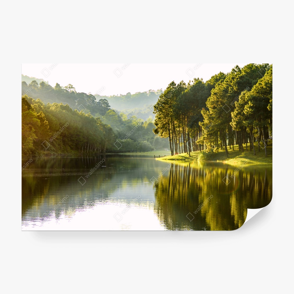 Fototapete ruhiger kiefernwald am stillen see – Wallnifity®