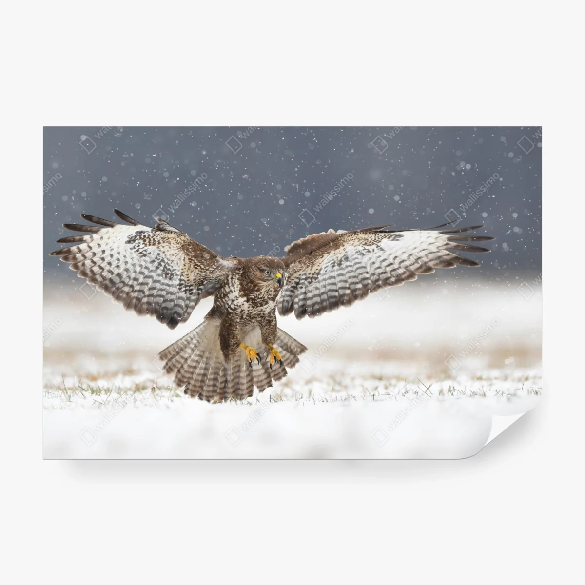 Fototapete mäusebussard landet im schnee – Wallnifity® Fototapete mäusebussard landet im schnee – Wallnifity®