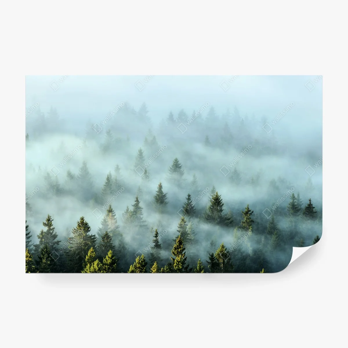 Fototapete nebliger fichtenwald am morgen – Wallnifity®