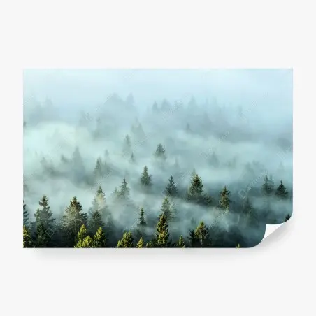 Fototapete nebliger fichtenwald am morgen – Wallnifity®