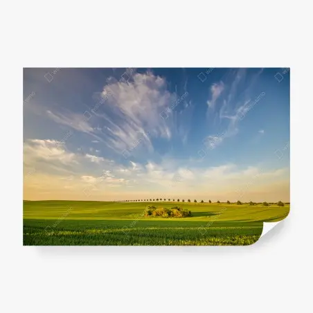 Fototapete grüne wiese mit einer reihe junger bäume – Wallnifity®