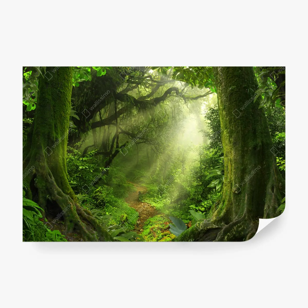 Fototapete sonnenbeschienener moosiger waldpfad – Wallnifity®