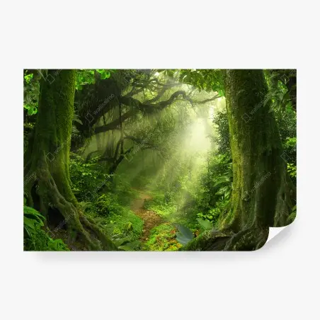 Fototapete sonnenbeschienener moosiger waldpfad – Wallnifity®