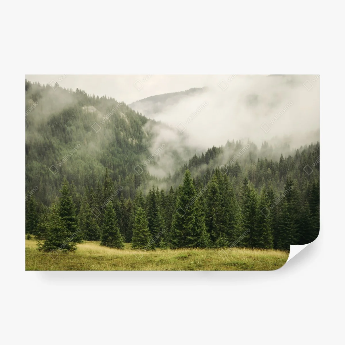 Fototapete nebeliger nadelwald – Wallnifity® Fototapete nebeliger nadelwald – Wallnifity®