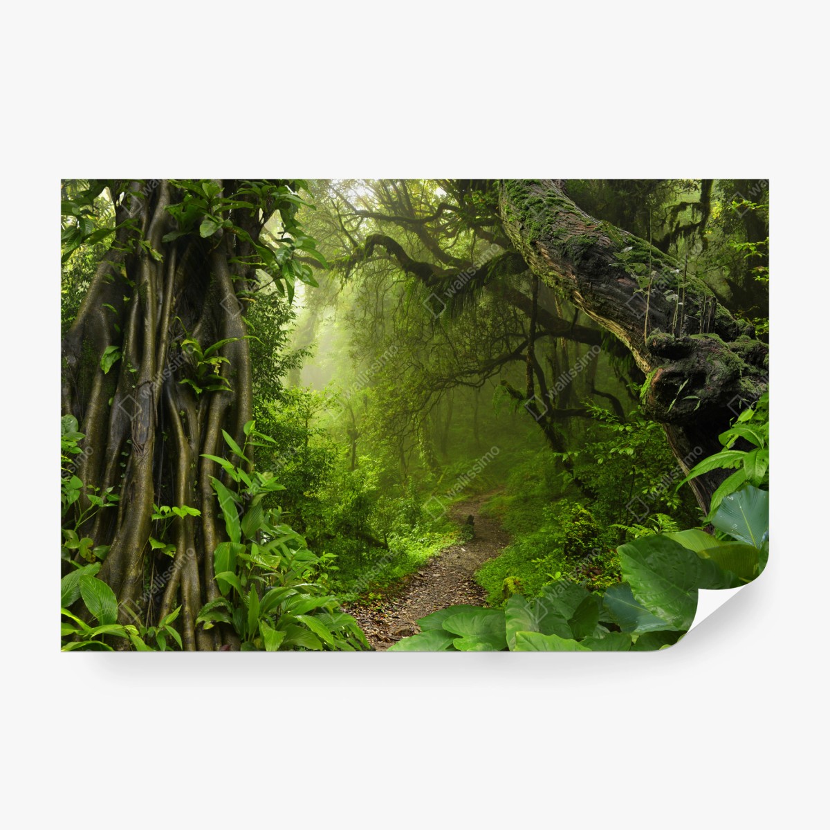 Fototapete üppiger nebliger waldpfad – Wallnifity®