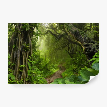 Fototapete üppiger nebliger waldpfad – Wallnifity®