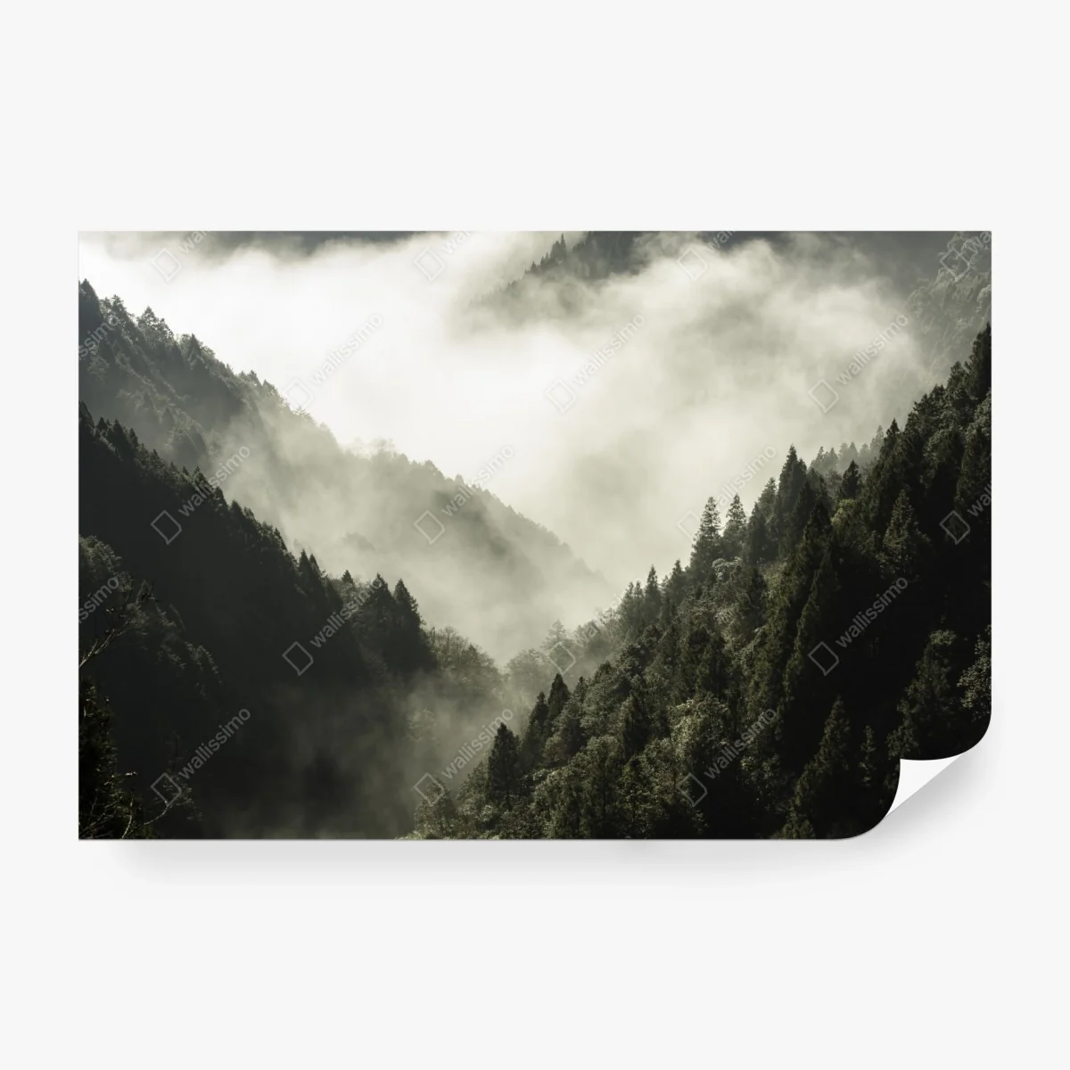Fototapete nebliges bergtal im wald – Wallnifity®