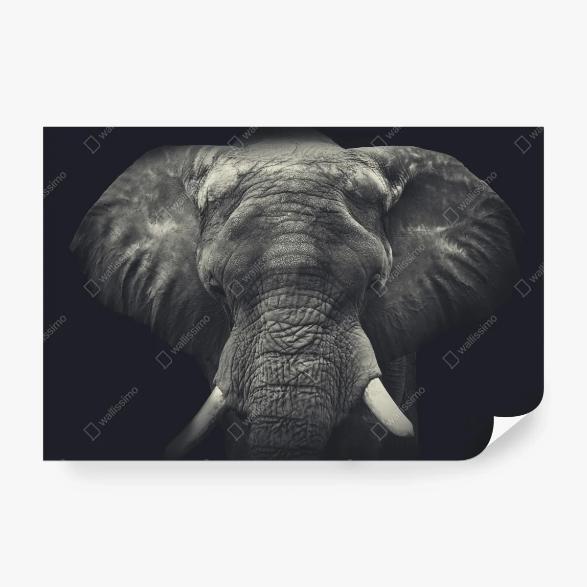 Fototapete majestätisches elefantenportrait in monochrom – Wallnifity®