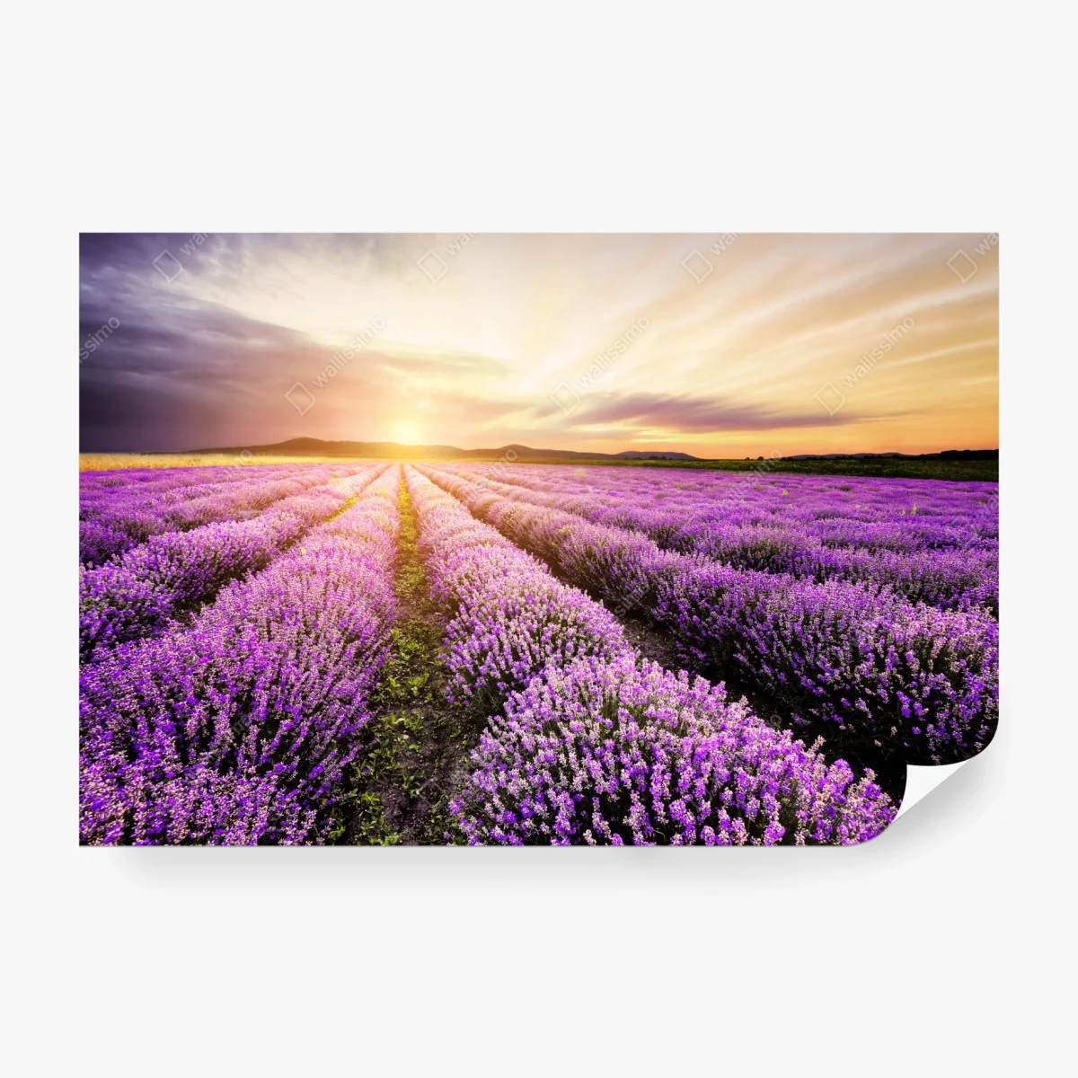 Fototapete sonnenaufgang über lavendelfeldern – Wallnifity® Fototapete sonnenaufgang über lavendelfeldern – Wallnifity®