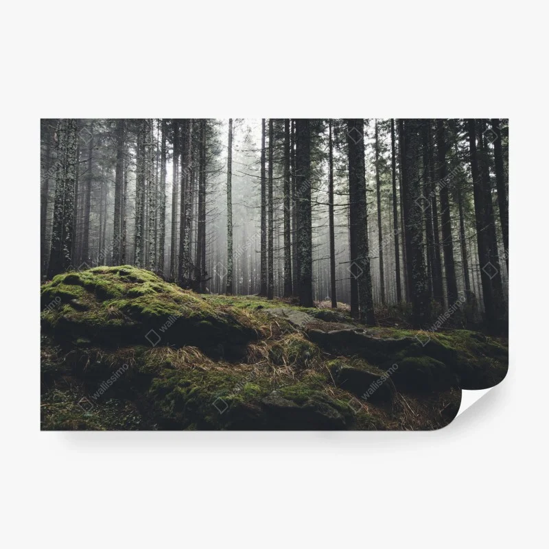 Wälder – Wallnifity®