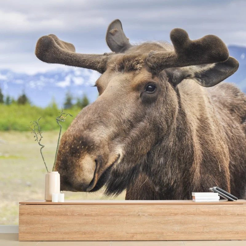 Tiere – Wallnifity®