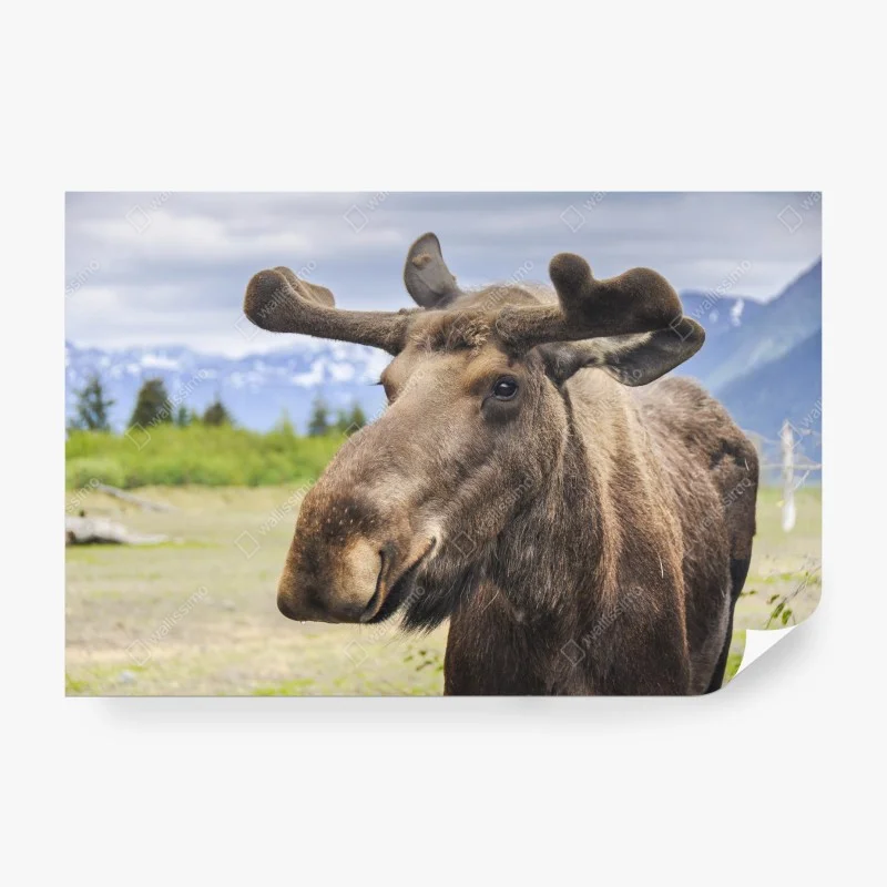 Tiere – Wallnifity®