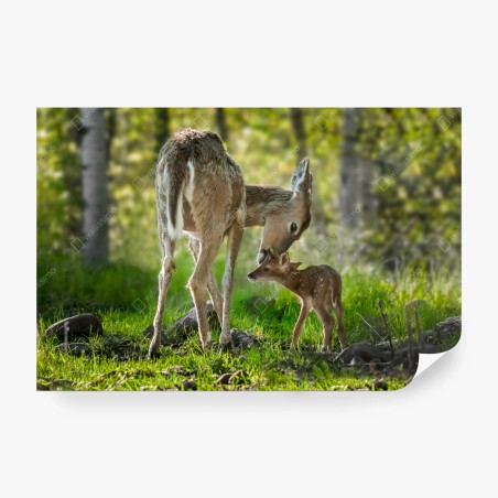 Fototapete hirsch und kitz im sonnendurchfluteten wald – Wallnifity®